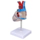 thumbnail image 1 of Modelo de órgano cardíaco, modelo de corazón humano transparente, modelo de enseñanza de corazón humano, simulación de modelo de corazón, funcionalidad versátil, 1 of 8