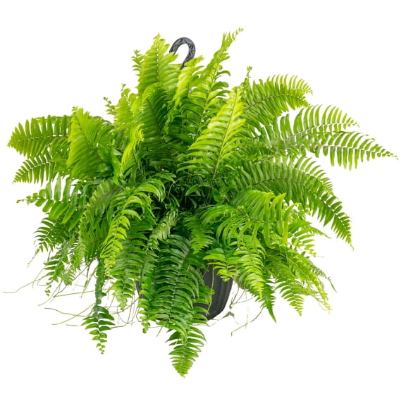 Costa Farms 36" Macho Fern Live House Plants in 10" Grower Pot