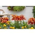 thumbnail image 4 of Better Homes & Gardens 2.5QT Orange Asiatic Lily Live Annual Plant Decorative Pot Sun, 4 of 6