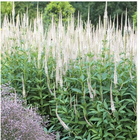 Veronicastrum v.-Culver's Root-Live Starter Plant