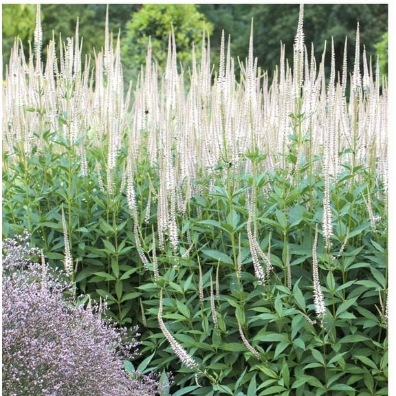 Veronicastrum v.-Culver's Root-Live Starter Plant
