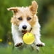 thumbnail image 3 of Juguete Interactivo para Perros Pastores - Juguete Giratorio Móvil Inteligente con Ruedas para Perros Tipo C, 3 of 7