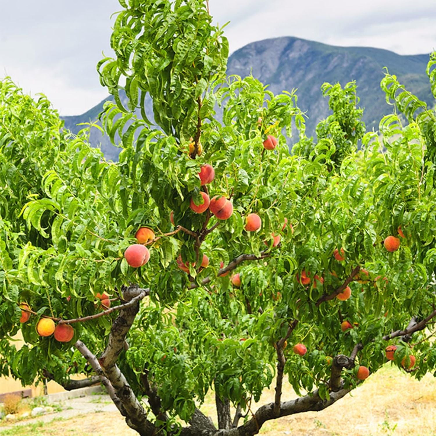 Expert Gardener 1-2 ft. Tall Gulf King Peach Live Tree in 1- Gallon Grower Pot