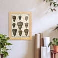 thumbnail image 6 of Cone Shell pl. 318 -Framed Print w/glass-Natural Wood, 6 of 7