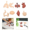 thumbnail image 2 of Shisuyan 1 Set of Professional Human Internal Organs Models School Teaching Aids, 2 of 8