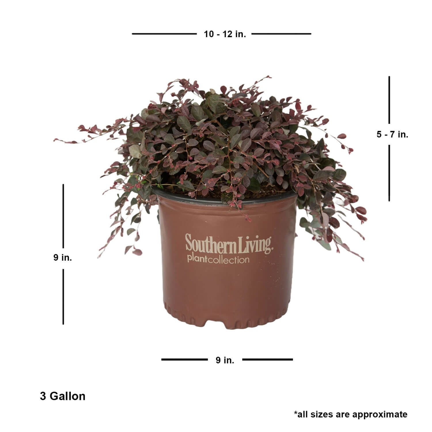 Southern Living Purple Pixie Loropetalum Live Shrub in 3-Gallon Grower Pot