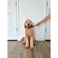 thumbnail image 6 of Midlee 4 Foot Dog Kennel Slip Lead Heavy Duty Nylon Pack of 10, 6 of 7