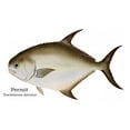 thumbnail image 7 of Charting Nature Gamefish of The Saltwater Flats and Shallows 12" x 18" Poster, 7 of 7