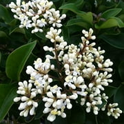 Ligustrum Lucidum Waxleaf 1 Extra Large 3 Gallon Plant Lustrous Garden Shrub Ideal for Privacy & Hedges Durable Outdoor Greenery