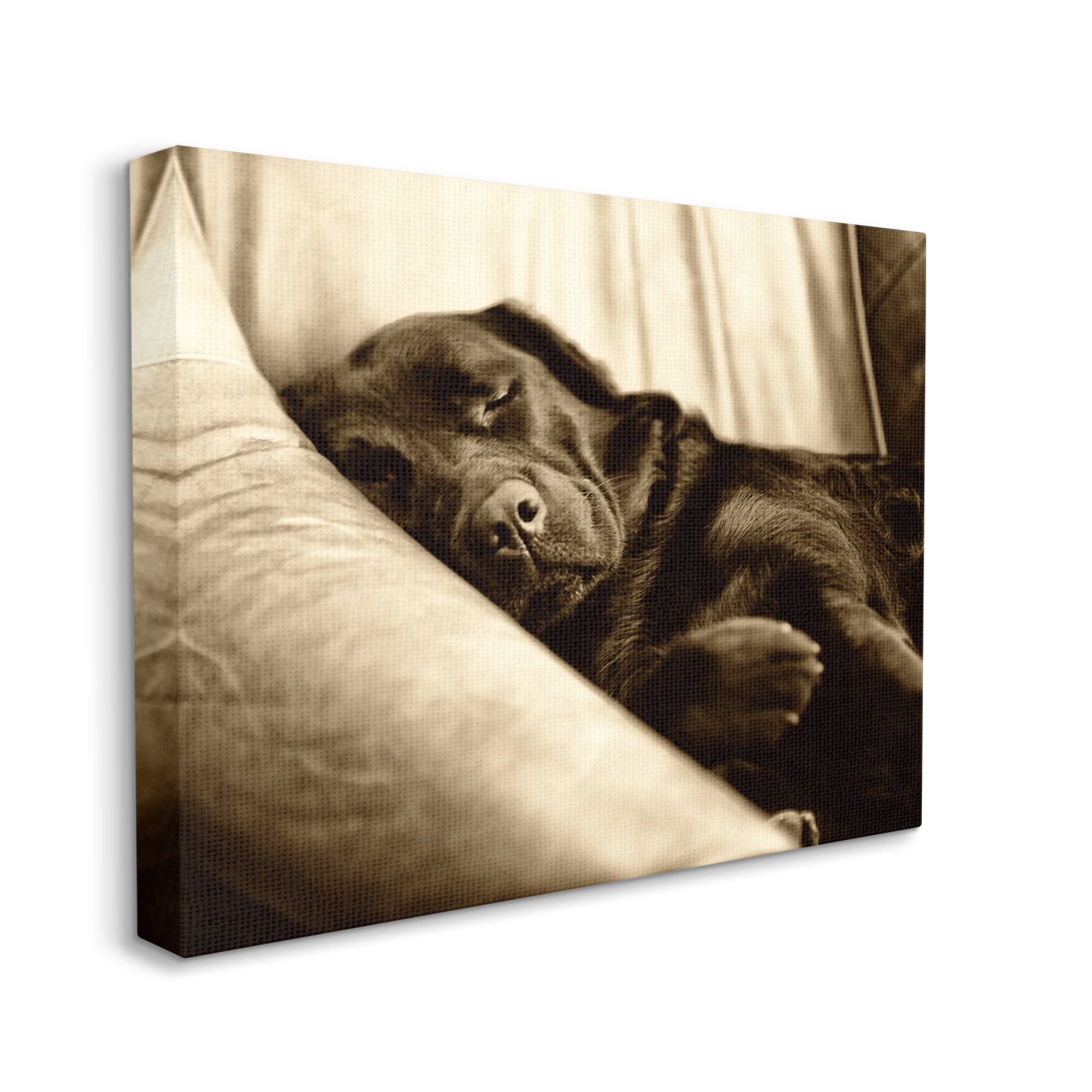 Stupell Industries Cuddling Labrador Dog Sleeping Cozy Sepia Photography Photograph Gallery Wrapped Canvas Print Wall Art, Design by James Dobson