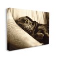 thumbnail image 3 of Stupell Industries Cuddling Labrador Dog Sleeping Cozy Sepia Photography Photograph Gallery Wrapped Canvas Print Wall Art, Design by James Dobson, 3 of 7