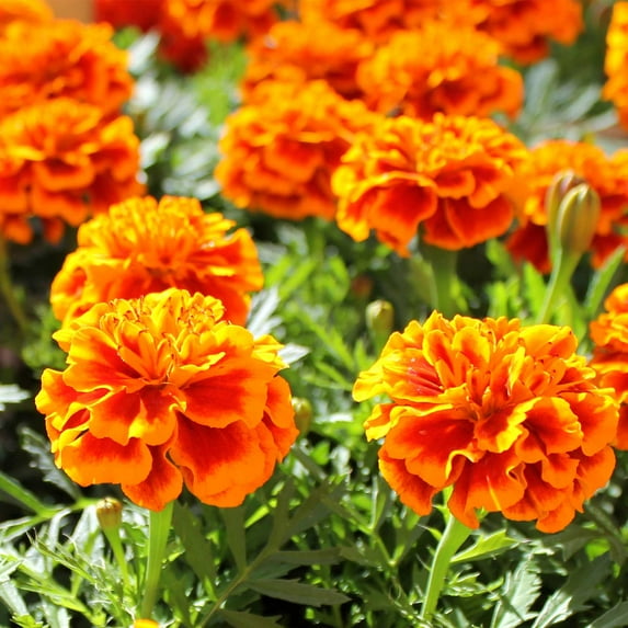 French Marigold Flower Garden Seeds - Bonanza Series - Flame - 1000 Seeds - Annual Flower Gardening Seeds - Tagetes patula