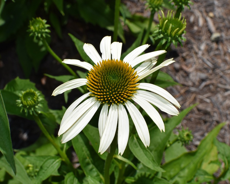 Medicinal Echinacea White Echinacea Cone Flower12 Inch BY 18 Inch