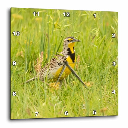 3drose, Usa, South Dakota, Badlands Np. Western Meadowlark Close-up, 10x10 Wall Clock