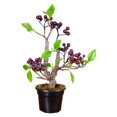 thumbnail image 2 of Árbol de Bonsai Artificial Colco en Decoración de árboles Hogar Jardín Oficina Árbol frutal falso, 2 of 8