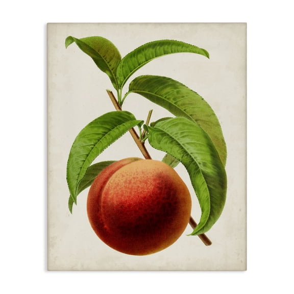Stupell Industries French Country Vintage Fruit Peach Canvas Art, 16 x 20, by Vision Studio