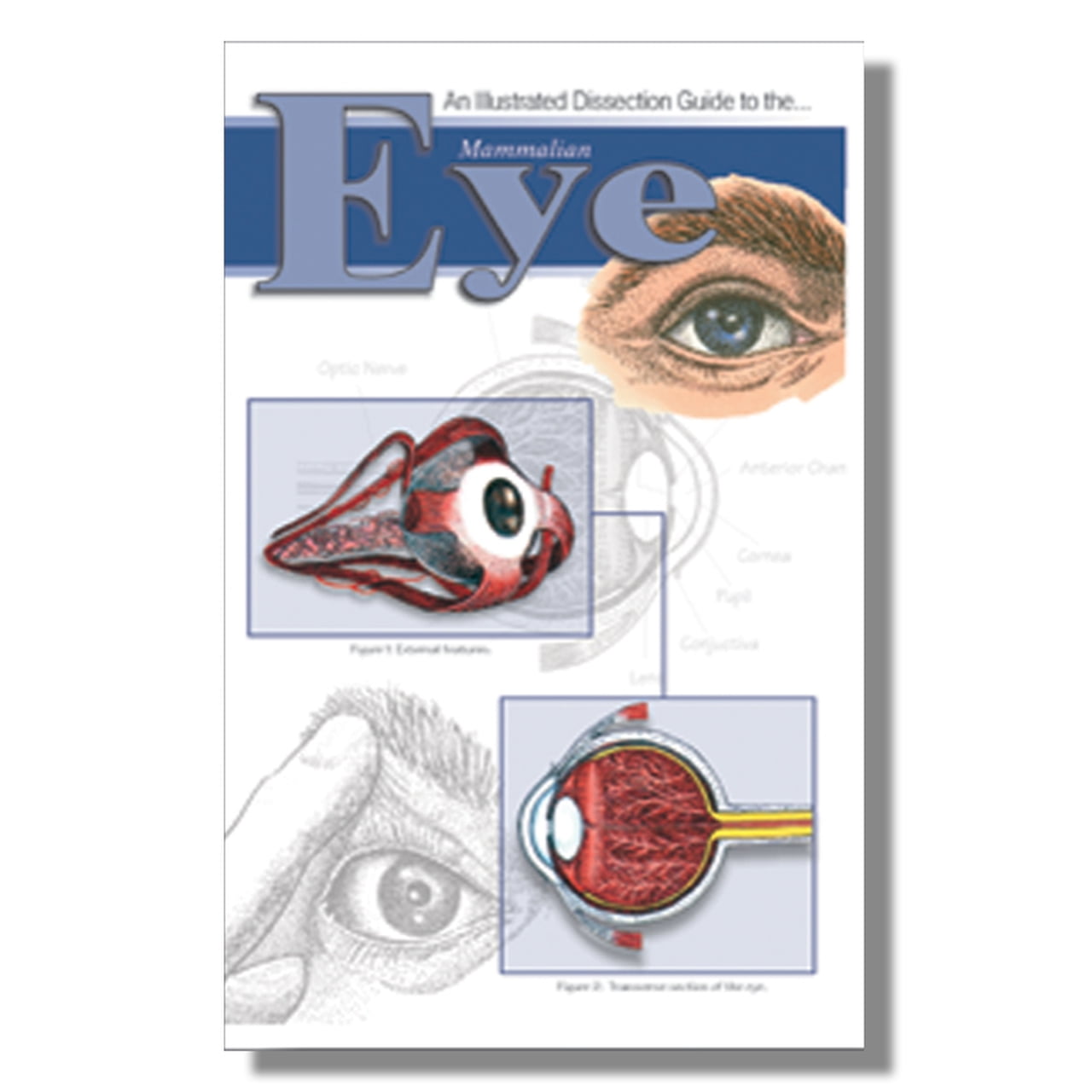 Anatomy Lab Mammal Eye Dissection Guide
