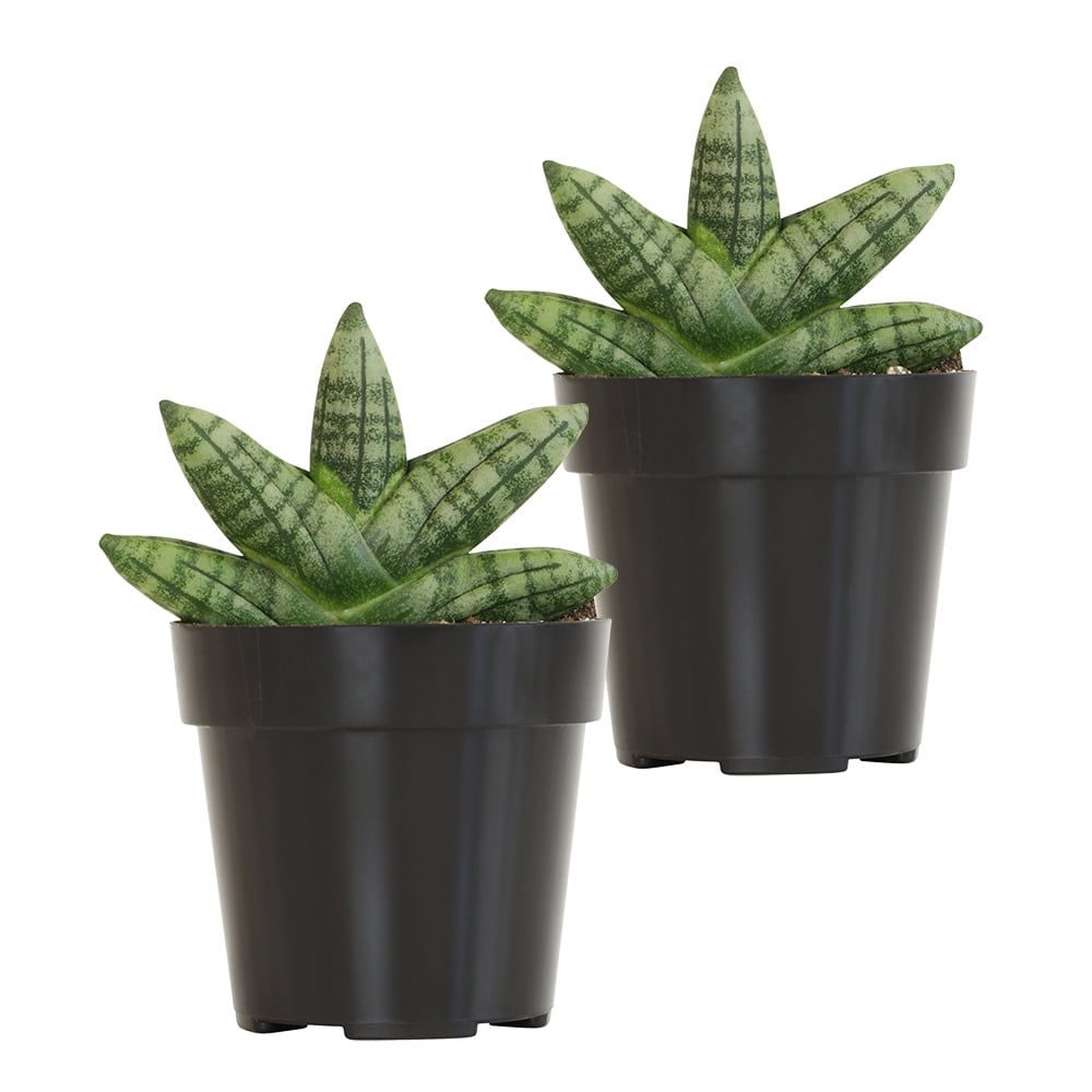 Altman Plants 2.5' Sansevieria Boncel Dwarf Live Plant (2 Pack) with Grower Pots