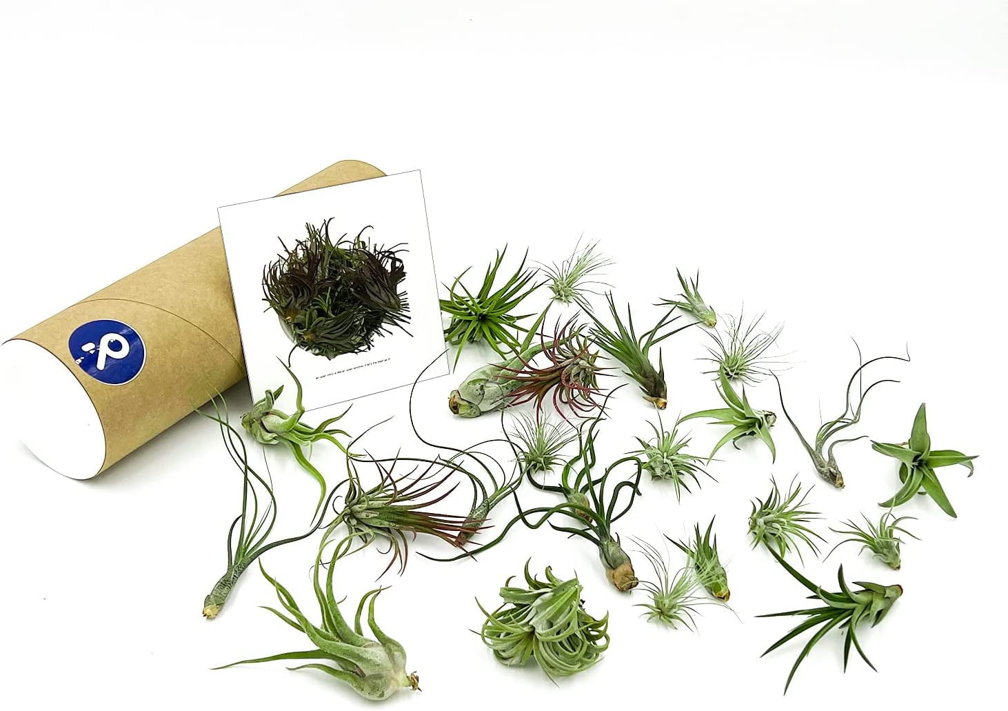ragnaroc 1-4" Assorted Tillandsia Live Plants in 100% Recyclable Packaging (25 Count)