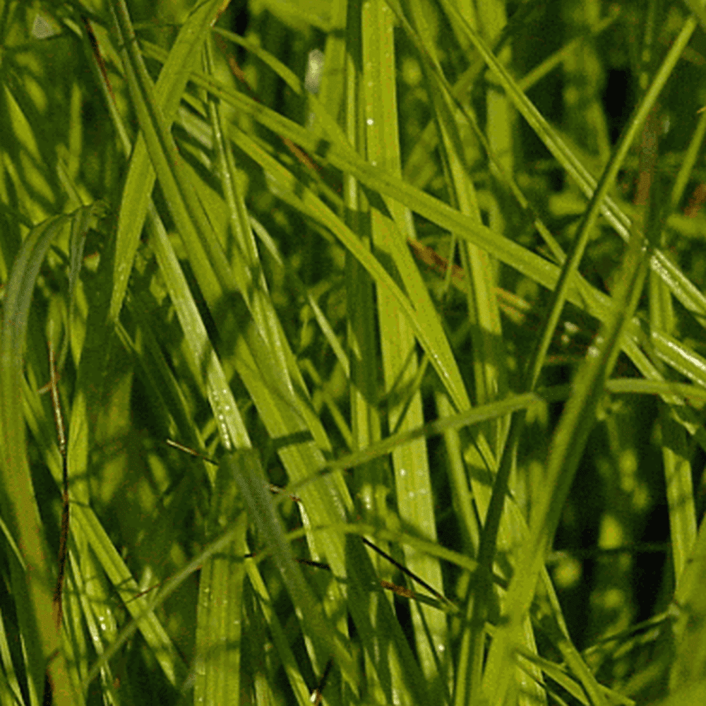 Everwilde Farms - 1 oz Bebbs Oval Sedge Native Grass Seeds - Gold Vault Bulk Seed Packet