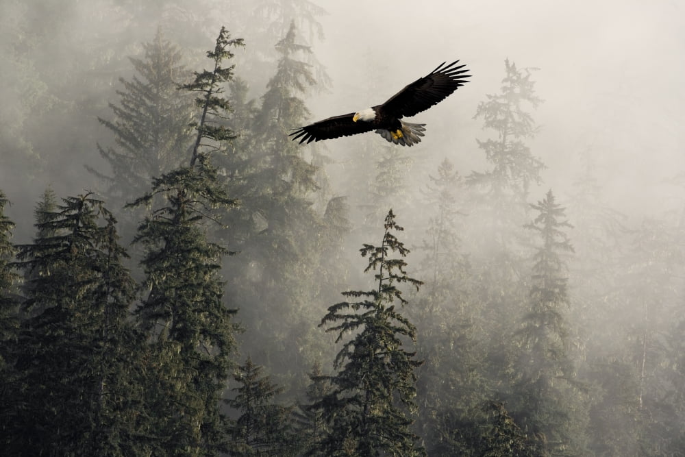 Bald Eagle Soaring In Flight Through Misty Tongass Nat Forest Se Alaska Summer Composite