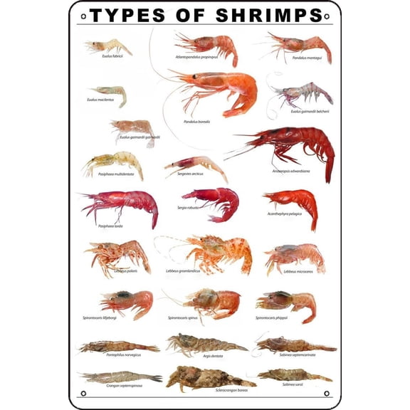 Vintage Shrimp Species Metal Tin Sign, 12x8 Inch Marine Biology Wall Art, Educational Seafood Chart for Kitchen, Classroom, Coastal Home or Office Decor