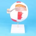 thumbnail image 3 of Anatomical Eye Model Eyeball Eyelid Model Disassemble, 3 of 5