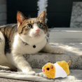 thumbnail image 4 of DOLITY Self-steering Cat Toy, Portable Vivid Electric Interactive Simulation for Dogs Puppy Biting Kitty , Yellow Hamster, 4 of 8