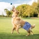 thumbnail image 3 of Pañales para el vientre para perros masculinos a prueba de fugas SG Yuyangstore Pañales femeninos, 3 of 7