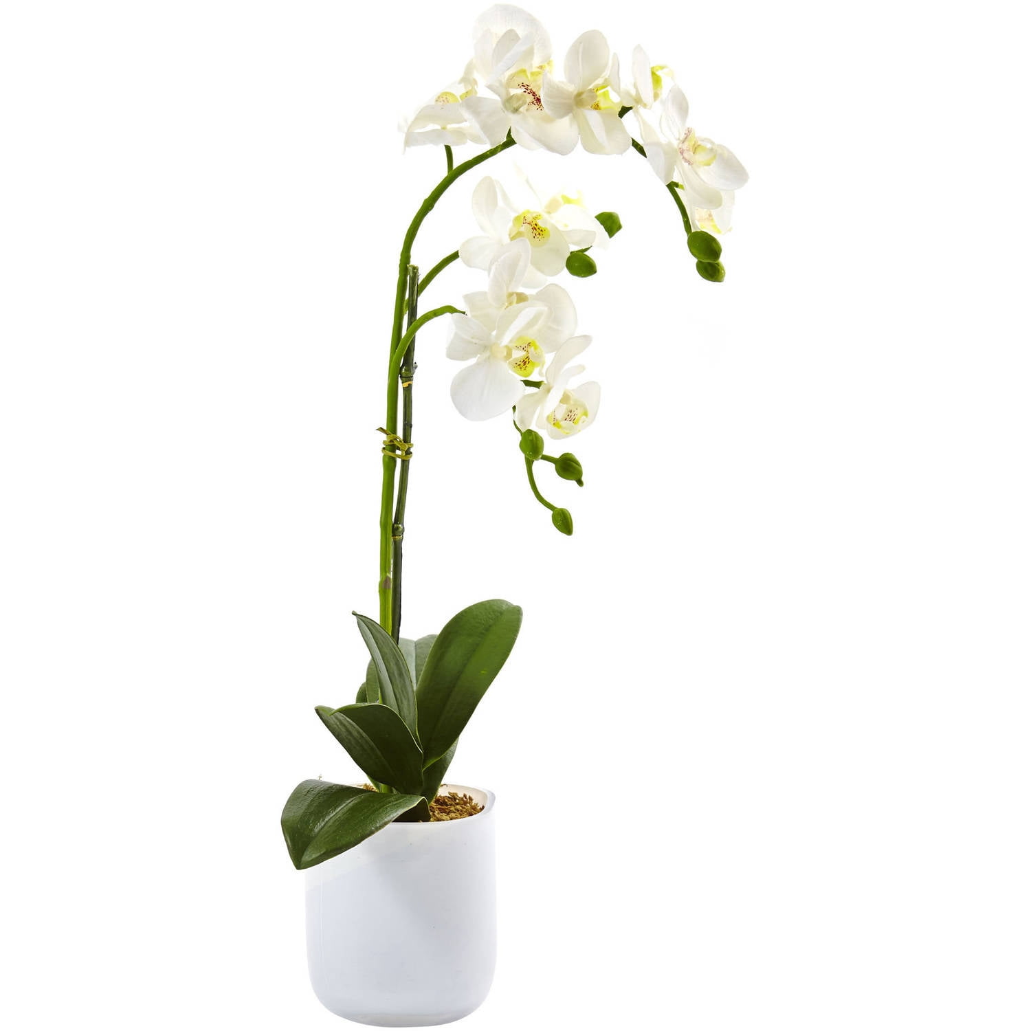 Nearly Natural Phalaenopsis in Frosted Glass