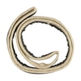 thumbnail image 2 of Appliance Factory Parts SEAL 4036EL3001A, 2 of 2