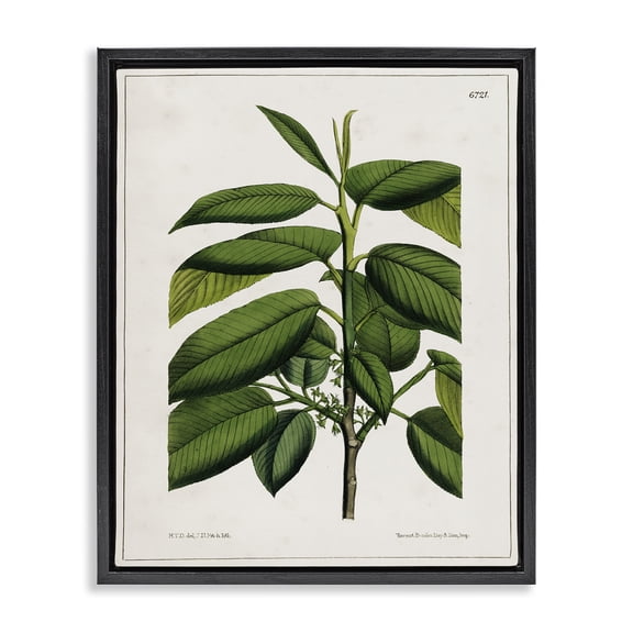Stupell Industries Cottage Scientific Woodland Plant Black Floating Frame Canvas Art, 17 x 21, by Tina Higgins Designs Inc.