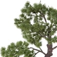 thumbnail image 2 of Vickerman 12" Artificial Potted Pine Bonsai Tree., 2 of 8
