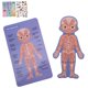thumbnail image 5 of Tarjeta de Conocimiento del Cuerpo Spptty Madera Juguetes de bebé, 5 of 8