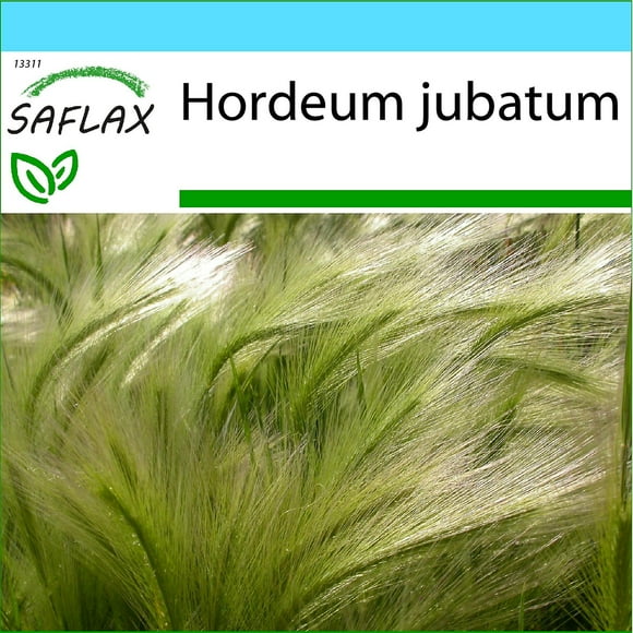 Saflax - Gift Set - 70 seeds - Foxtail Barley / Squirrel Tail - Orge à crinière - Maned barley - Cola de ardilla - Mähnengerste--