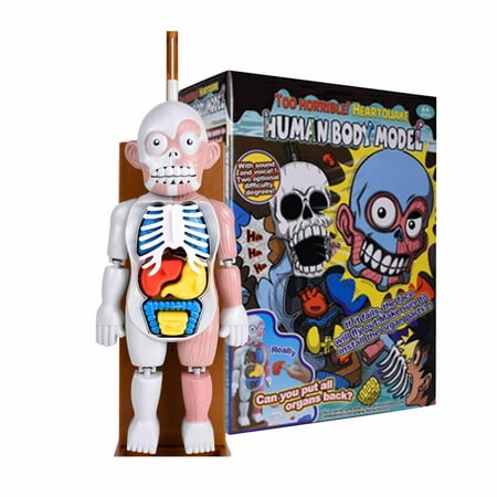 WOCLEILIY Children's Toy Human Body Model 3D Human Organ Anatomical Assembly Model