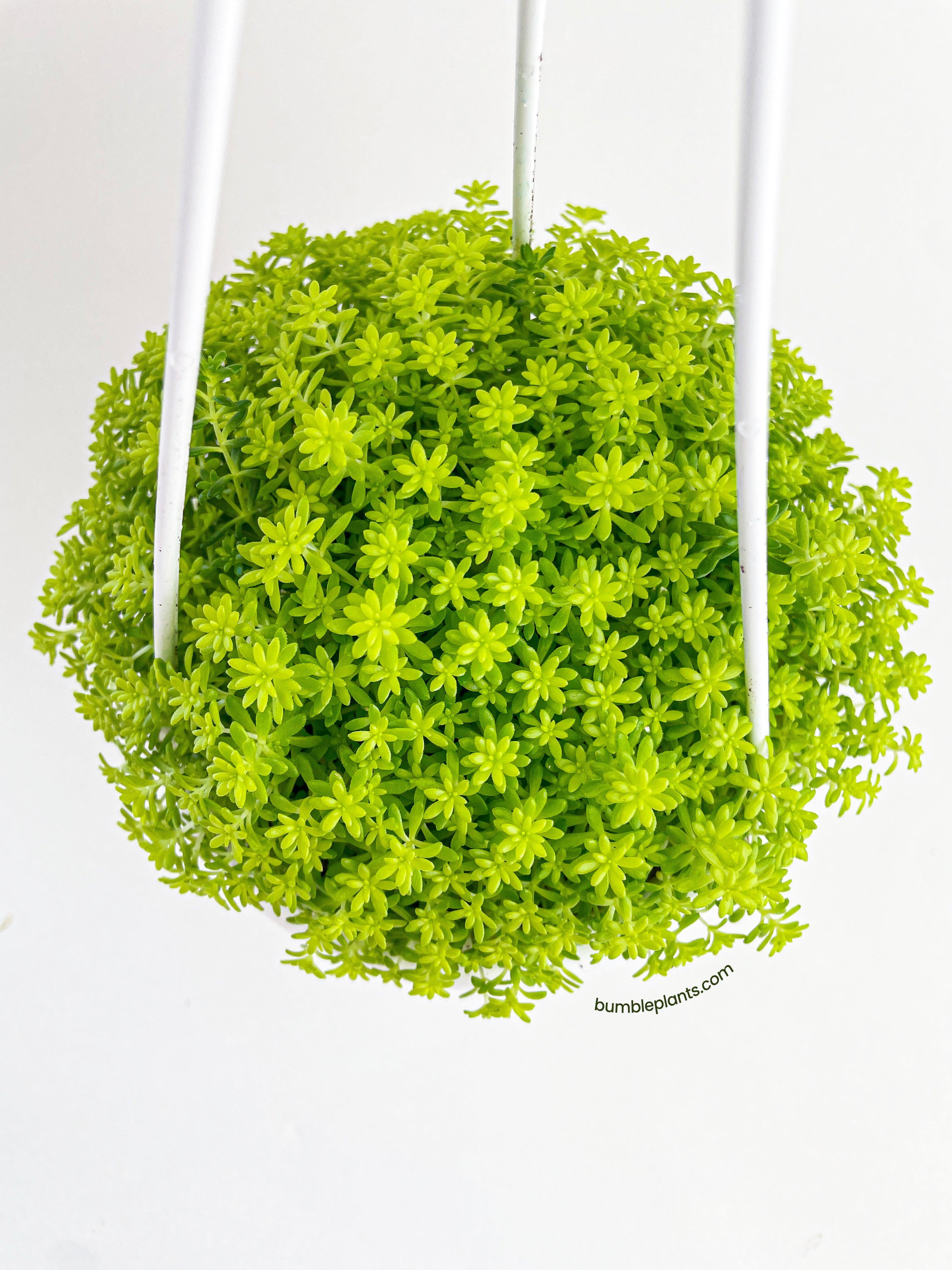 Bumble Plants Sedum Japonicum 'Tokyo Sun' (Tokyo Sun Stonecrop) - Full Live Colorful Houseplant in Nursery Pot, Easy Care, Indoor Plant for Beginners