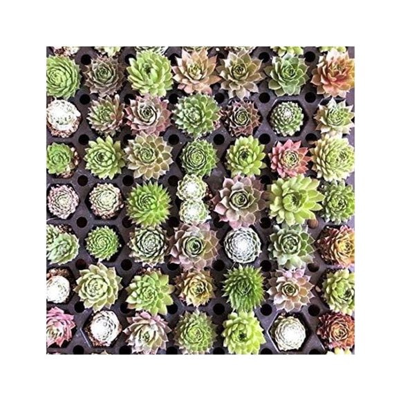 Chicks And Hens Plants