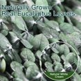 thumbnail image 4 of 40 PCS Dried Preserved Eucalyptus for Shower, 17" Real Natural Fresh Hanging Eucalyptus Stems,Real Eucalyptus Leaves Branches for Vase Filler,Bathroom,Wedding,Dried Flowers Arrangement Decor, 4 of 9