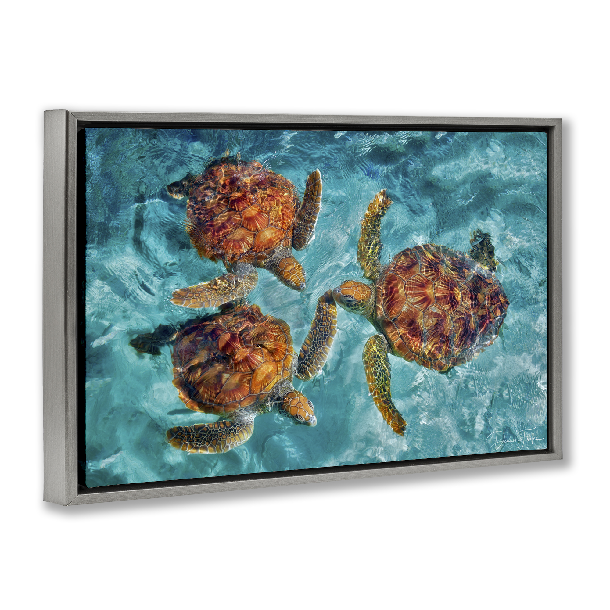 Stupell Industries Swimming Tortoise Trio Animals & Insects Painting Gray Floater Framed Canvas Art Print Wall Art, 25 x 17