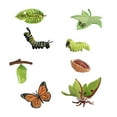 thumbnail image 2 of Butterfly Moth Life Cycle Figures 4 Stages of Butterfly & Moth Biology Cognitive, 2 of 8