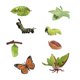 thumbnail image 2 of Modelo de de mariposa polilla juguete modelo realista biología figuritas de animales realistas para proyectos temáticos materi, 2 of 9