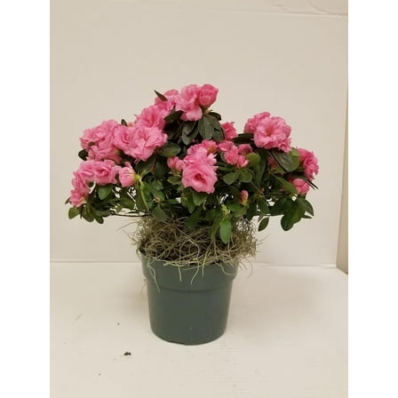 6" Pink Azalea Bush Live Plants