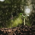 thumbnail image 4 of Practical Rain Gauge For Controlling Watering Suitable For Vegetable Gardens, 4 of 8