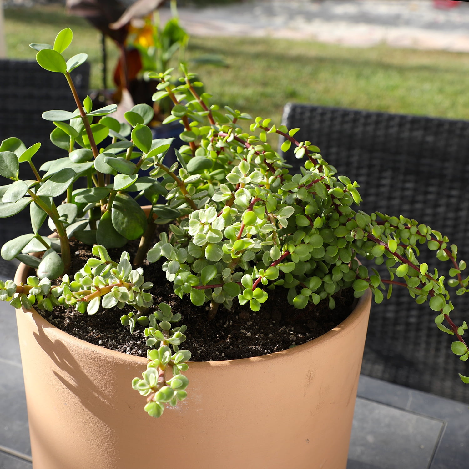 Element by Altman Plants Elephant Bush Succulents 4-Pack - Portulacaria - Full Sun - 1-Quart Pots