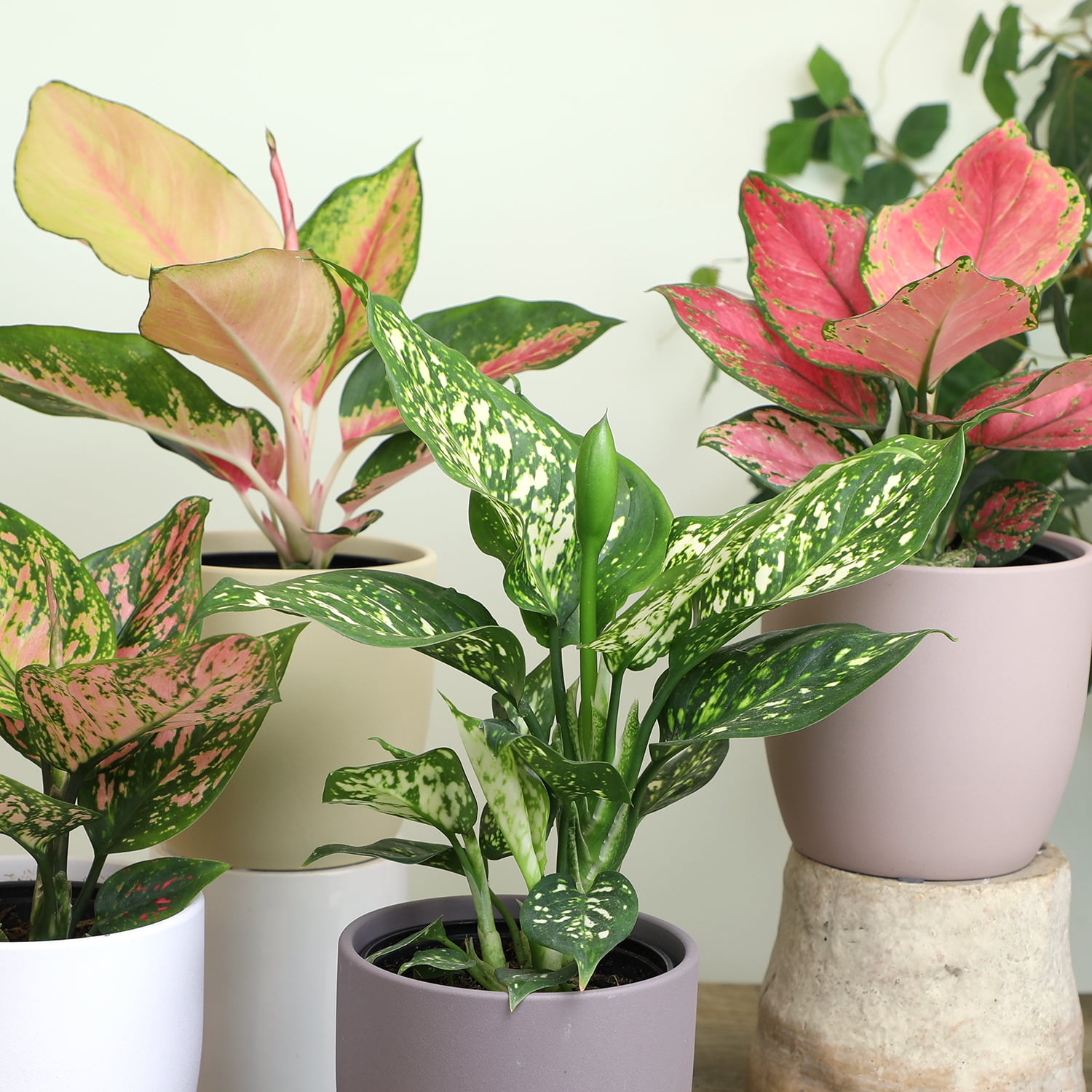 Variegated Chinese Evergreen (Aglaonema) 4-pack | 4.25" Grow Pots | Easy Live House Plants| Filtered Sun | Element by Altman Plants