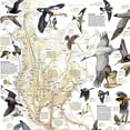 thumbnail image 2 of National Geographic Bird Migration, Western Hemisphere Map, Laminated, 20.25" x 31.25", 2 of 3