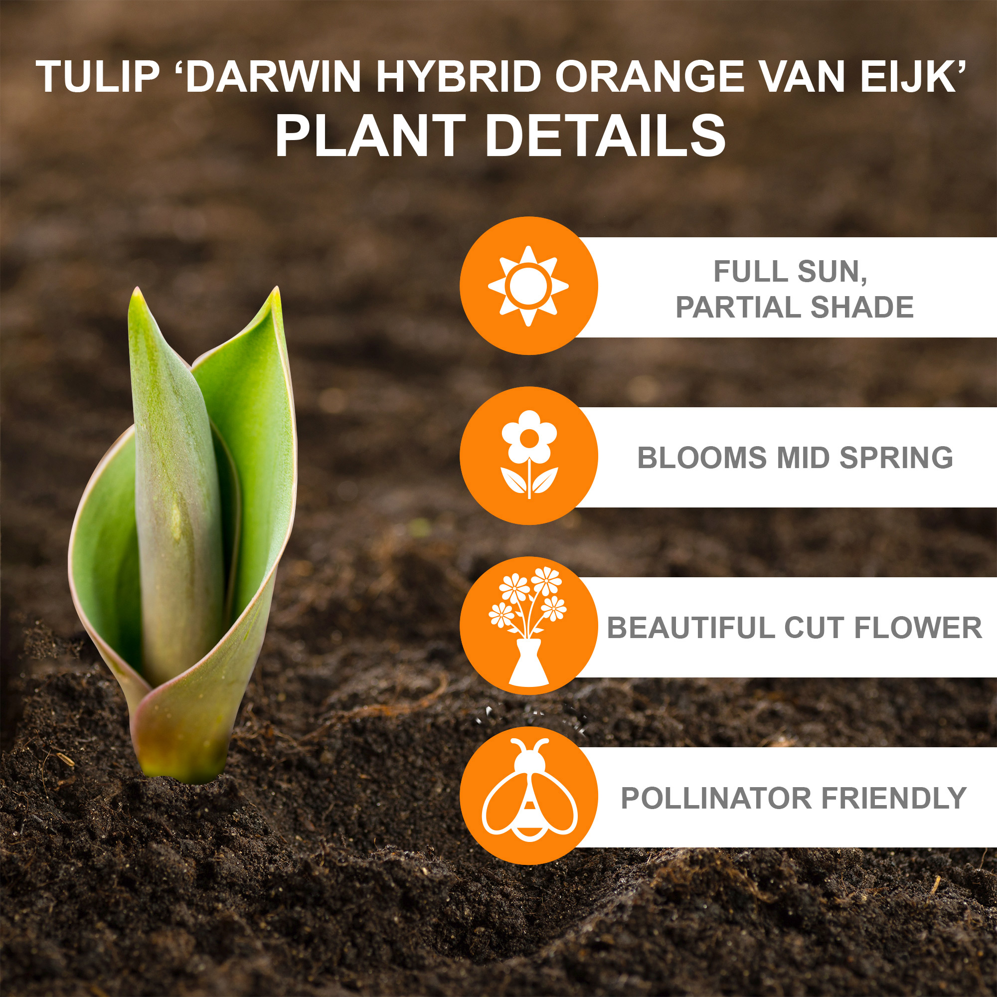 Garden State Bulb Darwin Hybrid Orange Van Eijk Tulip Flower Bulbs, 12/+ cm (Bag of 25)