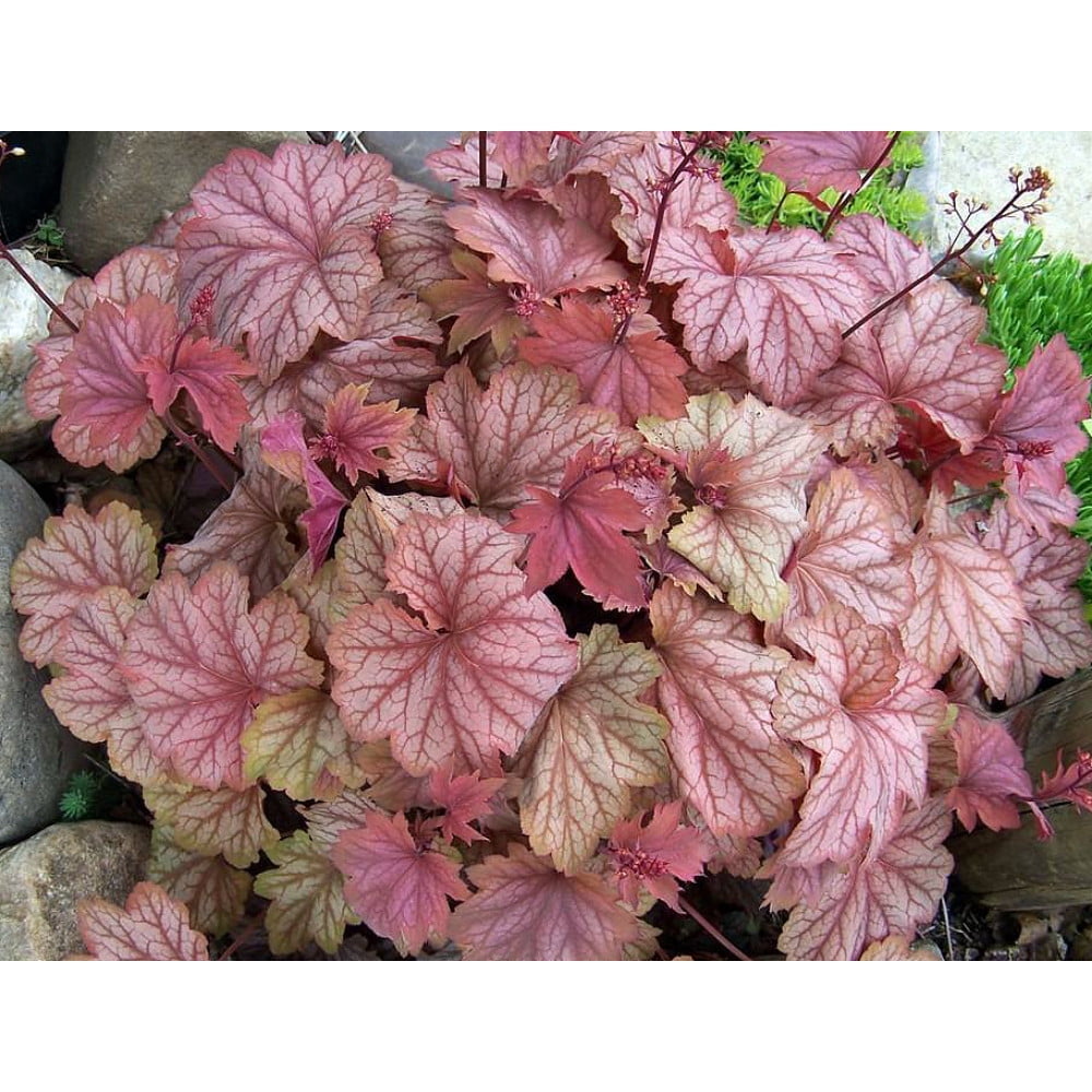 Carnival Watermelon Coral Bells - Heuchera - Live Plant - Gallon Pot