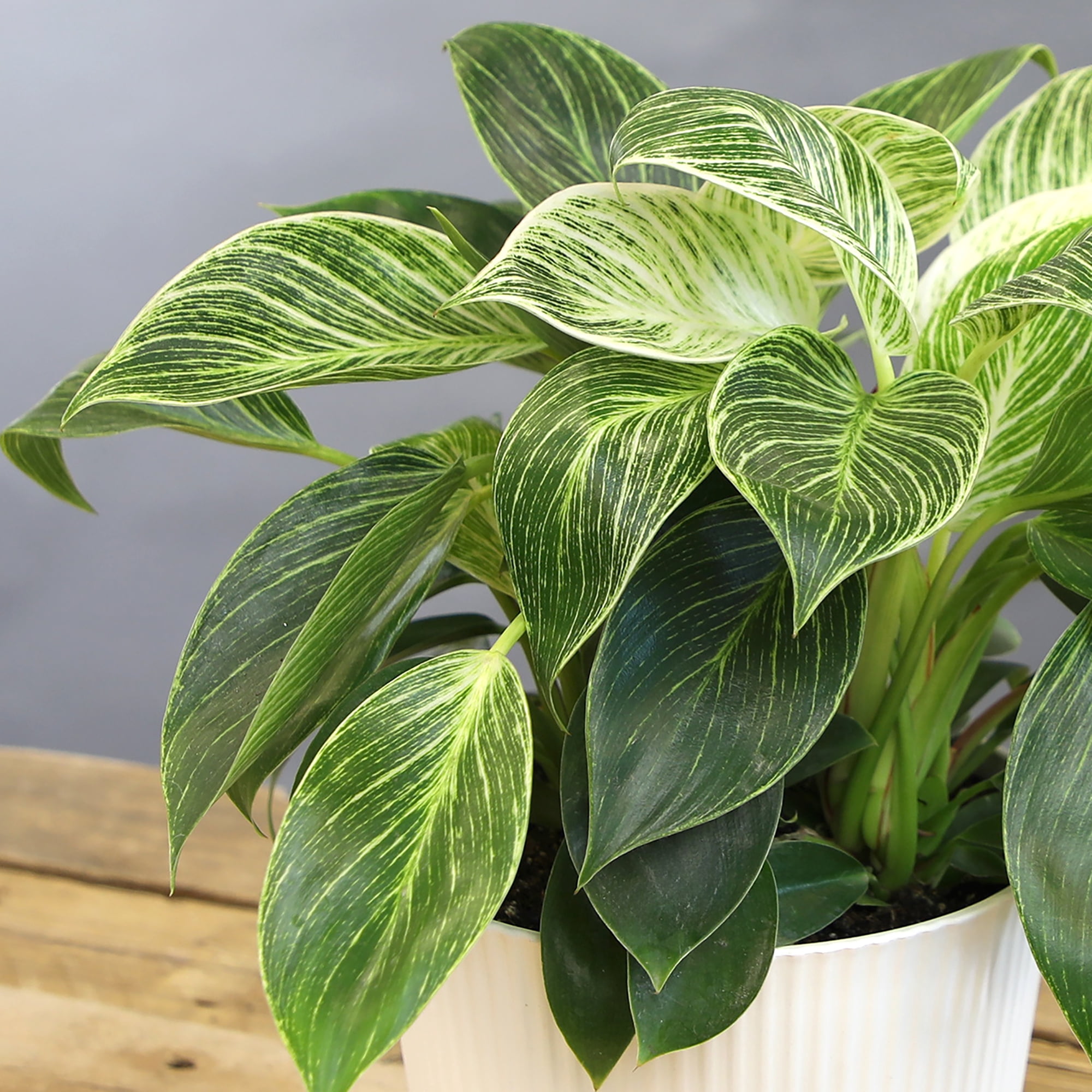 Philodendron Birkin Variegated Houseplant | 6in Decor Pot; Indirect Light | Element by Altman Plants